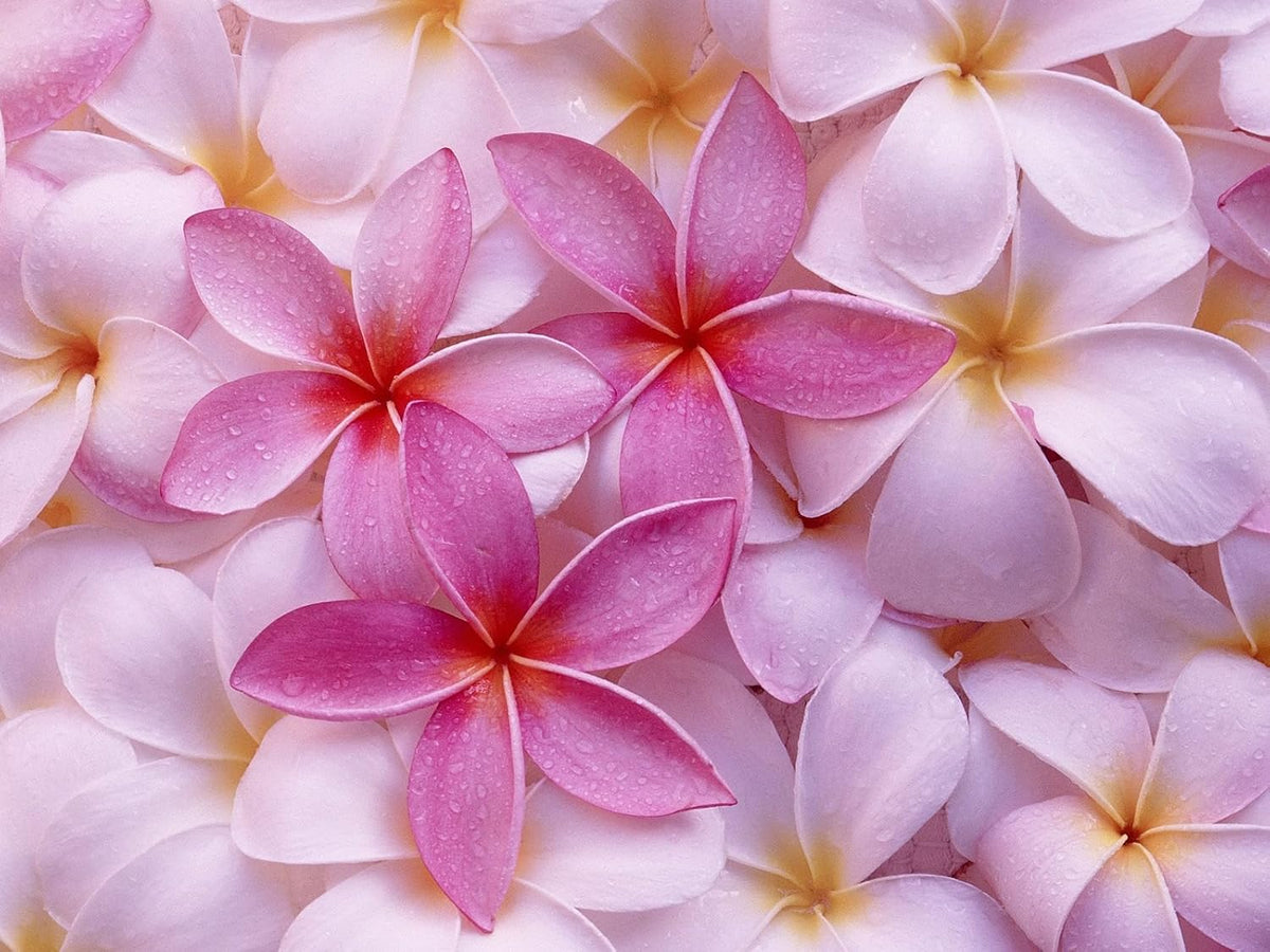 Esquejes de Plumeria Hawaiana para Plantar